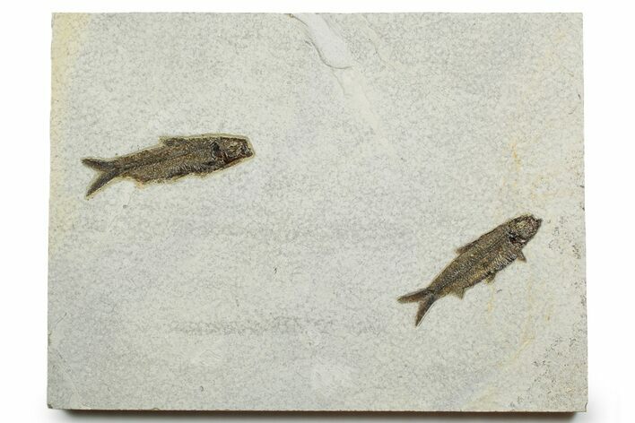 Plate with Two Detailed Fossil Fish (Knightia) - Wyoming #370871
